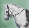 Lipizzan I